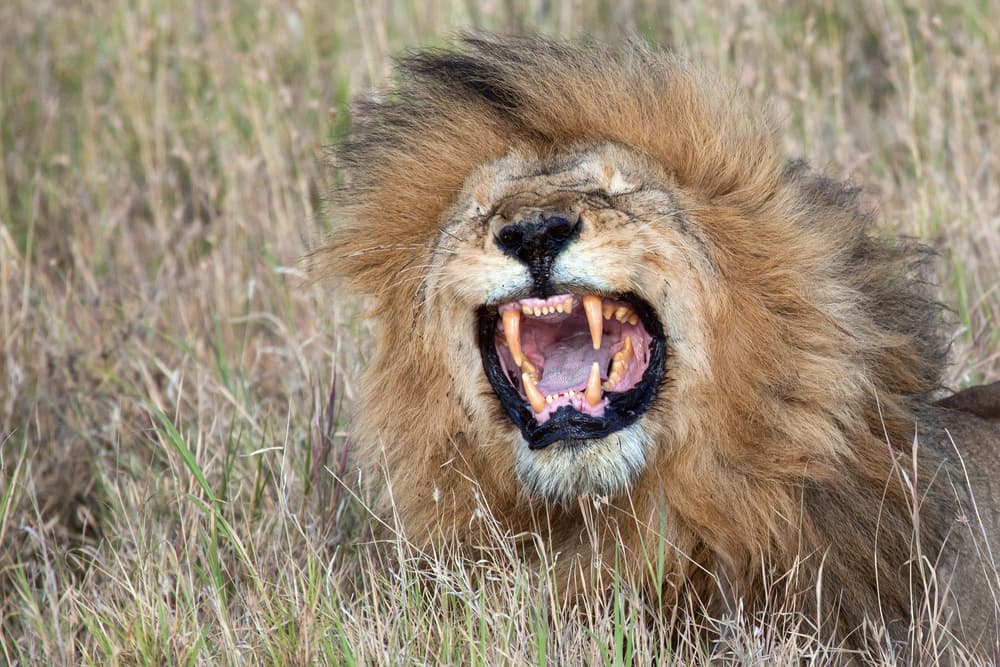 Powerful Lion Roar by Alessandro Catta — canvas wall art
