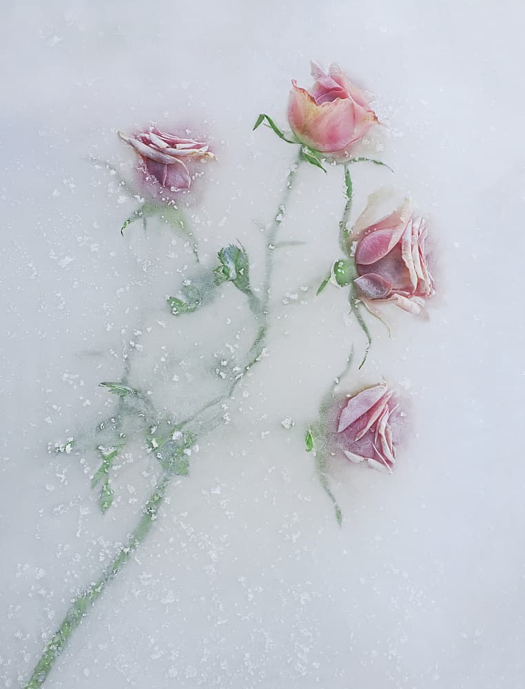 Frozen Pink Roses by Pedro Uranga — canvas wall art