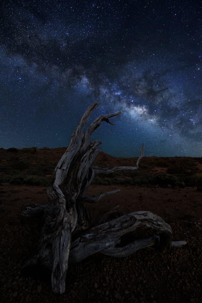 Ancient Tree Under Stars by Nauzet Baez Photography — canvas wall art