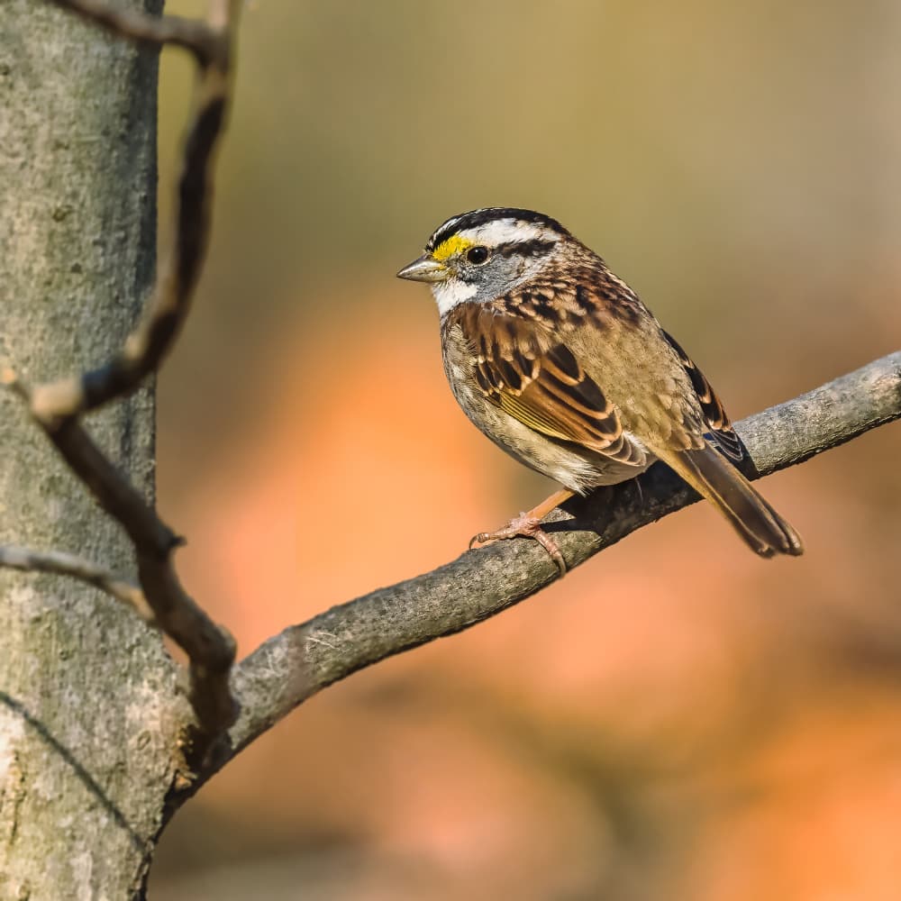 White-throated Sparrow Perched by Xiao Cai — canvas wall art