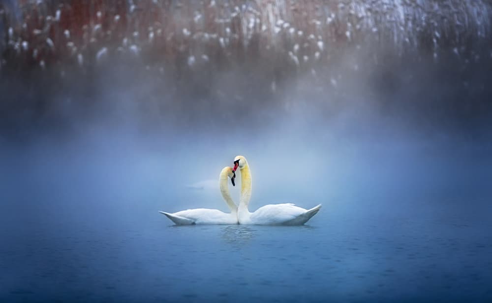 Misty Swan Romance by Annie Poreider — canvas wall art