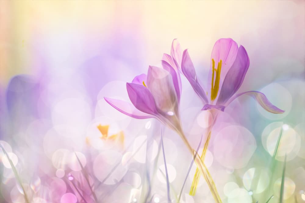 Soft Spring Crocus by Hilda van der Lee — canvas wall art