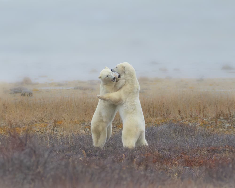 Playful Polar Bears by Yang Jiao — canvas wall art