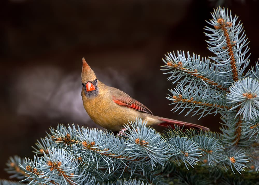 Female Cardinal on Spruce by verdon — canvas wall art