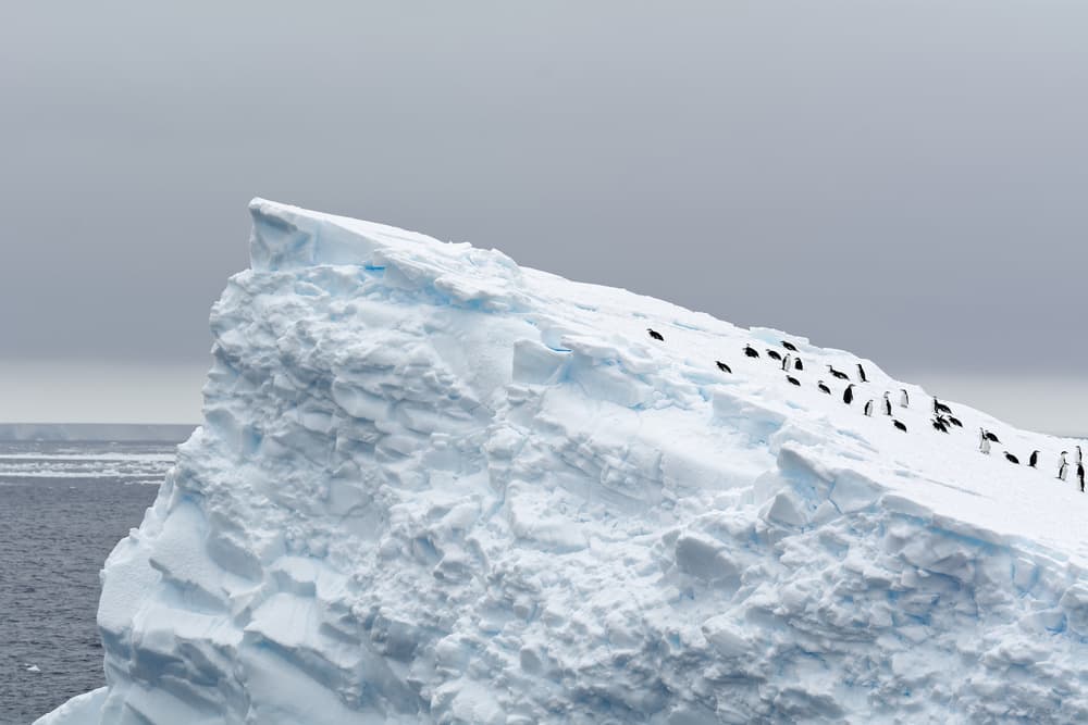 Penguins on Iceberg by kahi — canvas wall art