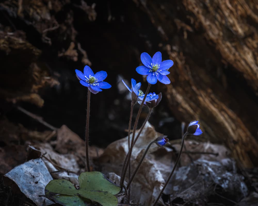 Blue Forest Bloom by Hamed Bank — canvas wall art