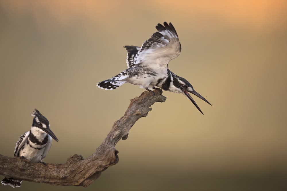 Pied Kingfishers Duo Action by Marco Pozzi — canvas wall art