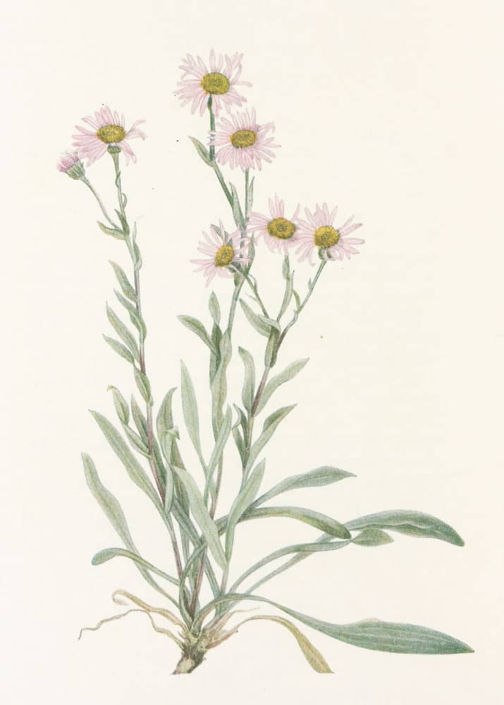 Pink Fleabane From North American Wildflowers (1925) By Mary Vaux Walcott by Mary Vaux Walcott — canvas wall art