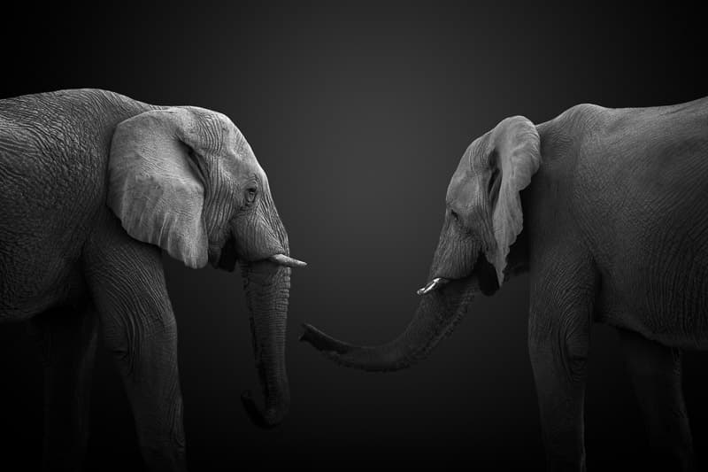 Elephants' Gentle Touch by fegari — canvas wall art