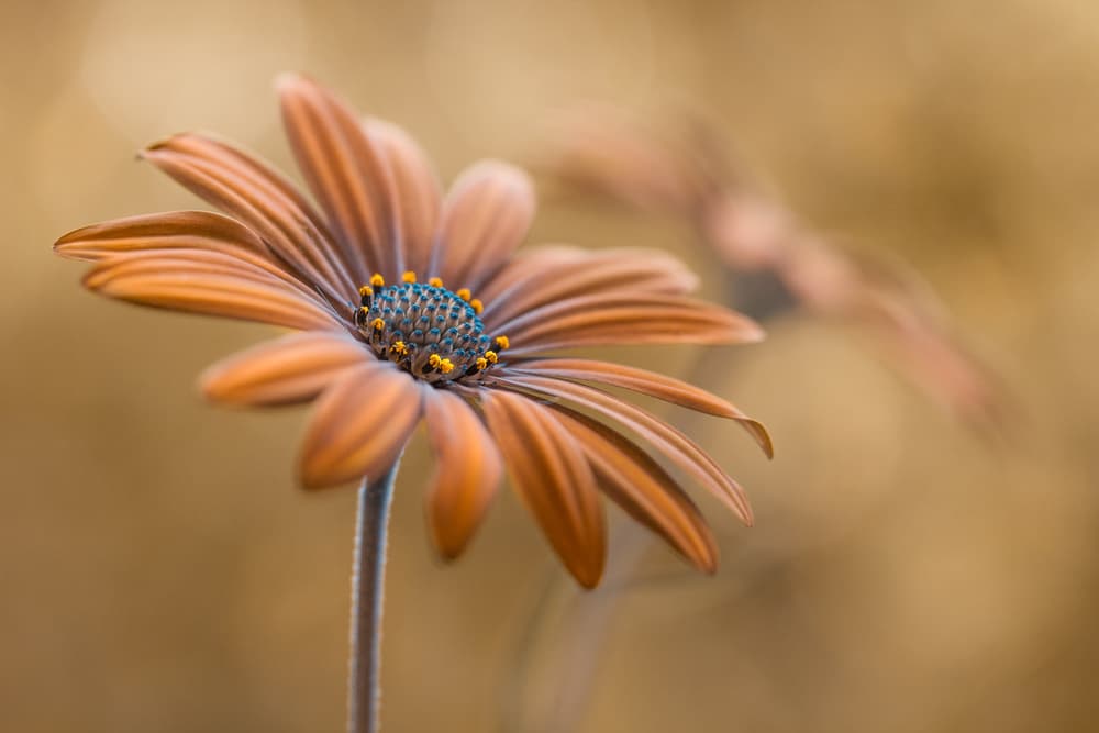 Summer glow by Mandy Disher — canvas wall art