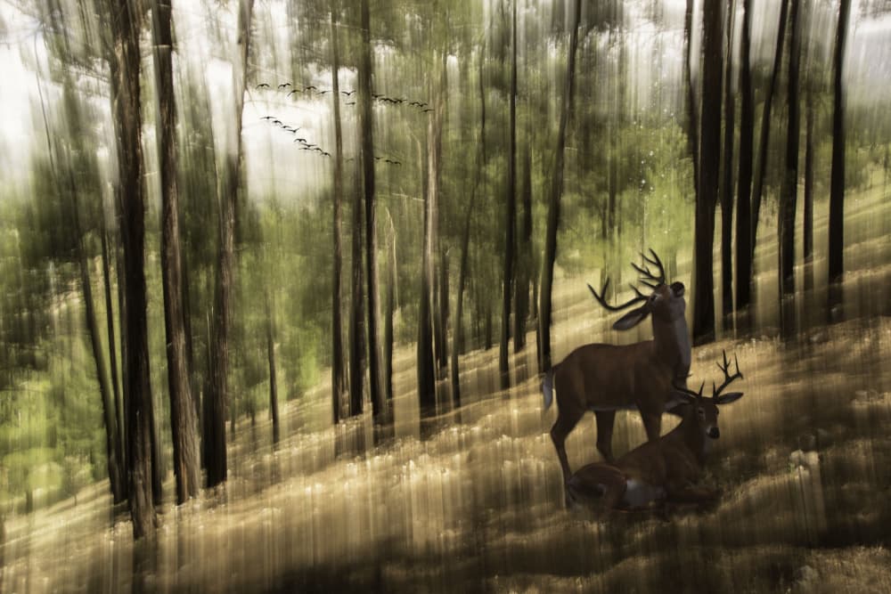 Dreamy Forest Deer by Pelin Atilla — canvas wall art