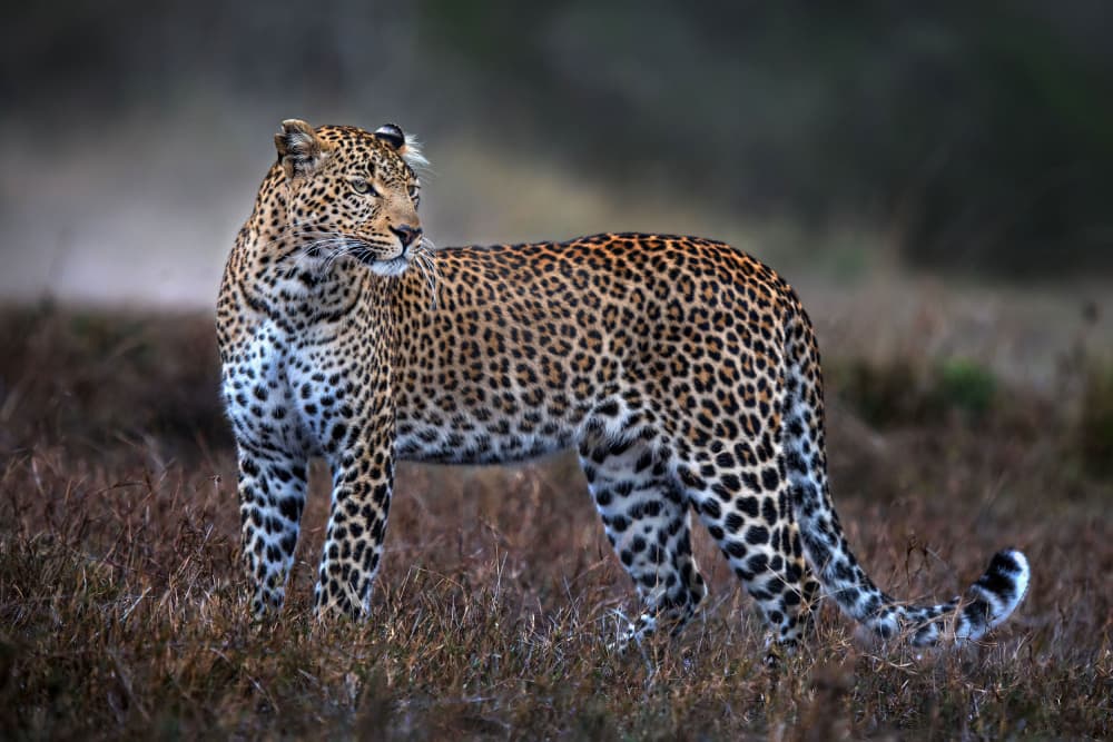 Majestic Leopard Gaze by Xavier Ortega — canvas wall art