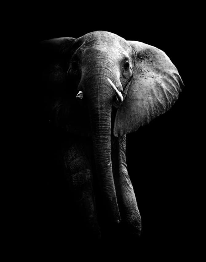 Dark Elephant Majesty by WildPhotoArt — canvas wall art