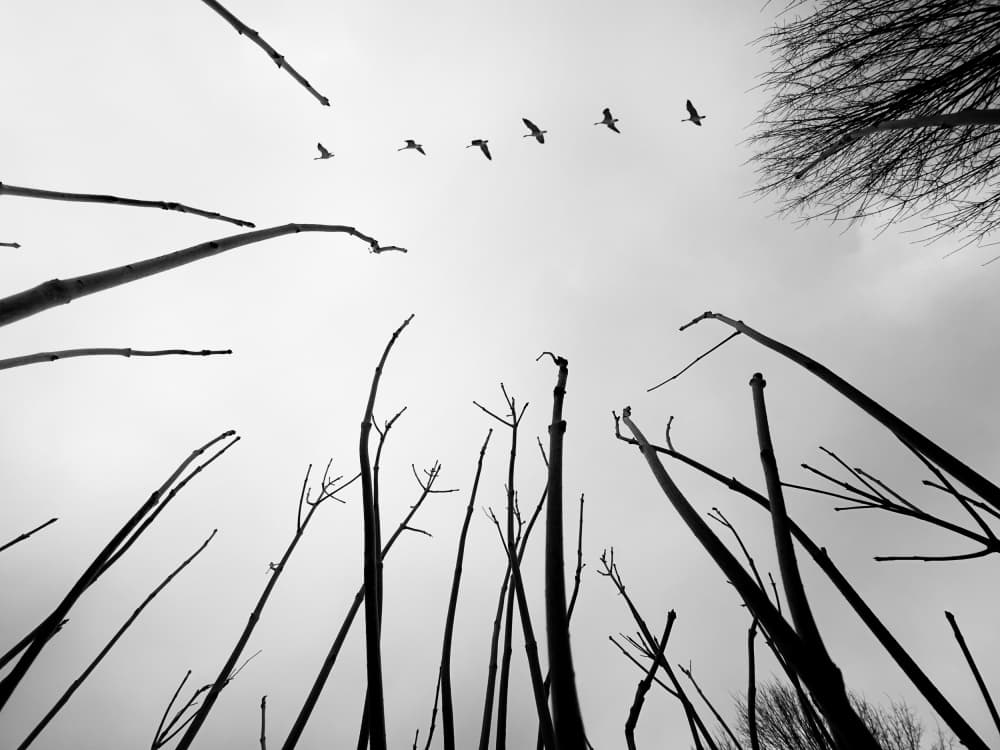 Winter Flight Silhouettes by Raghuvamsh Chavali — canvas wall art