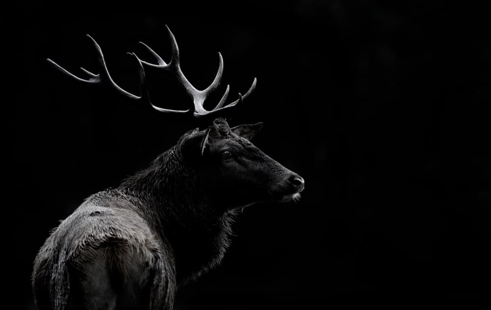 Majestic Elk in Shadow