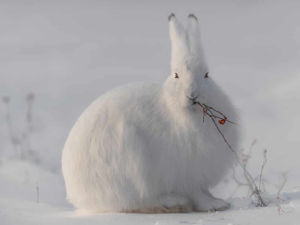 Arctic Hare Winter Forage by Roberto Marchegiani — canvas wall art