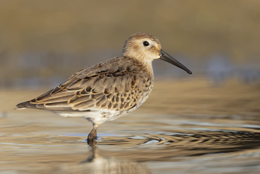 Golden Water Dunlin by Paolo Bolla — canvas wall art