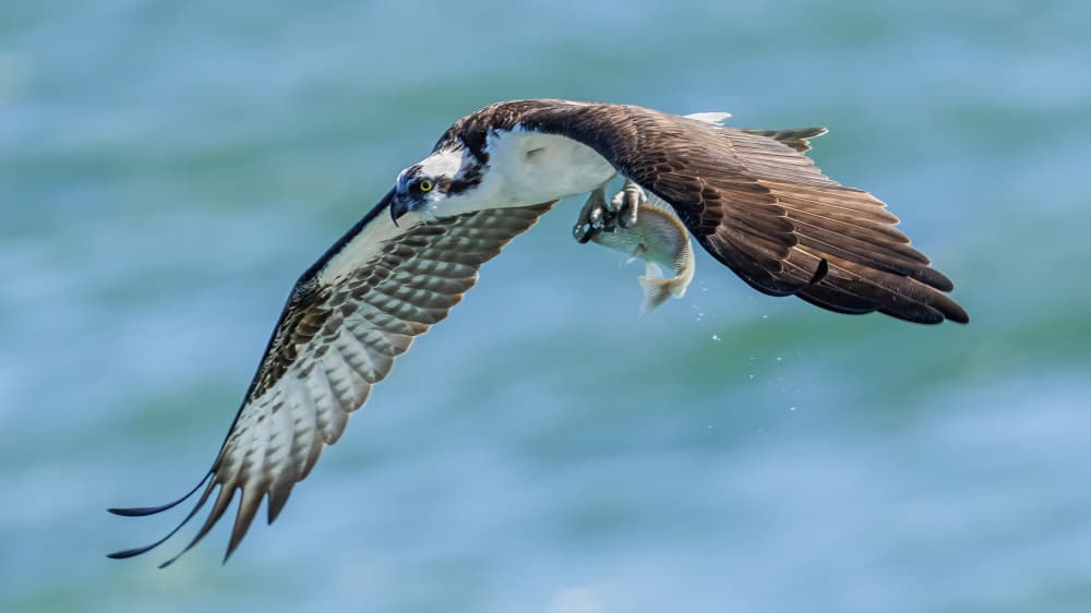 Osprey Catches Fish by James Cai — canvas wall art