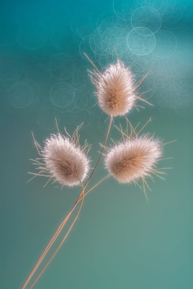 Soft Bunny Tails by Lydia Jacobs — canvas wall art