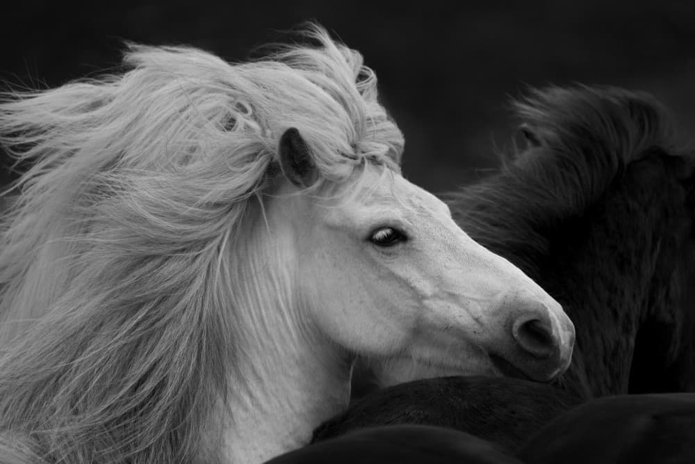 Majestic White Mane by John Fan — canvas wall art