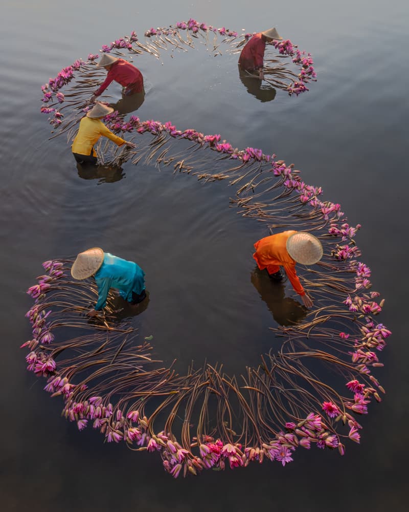 Lotus Harvest Pattern by Lisdiyanto Suhardjo — canvas wall art