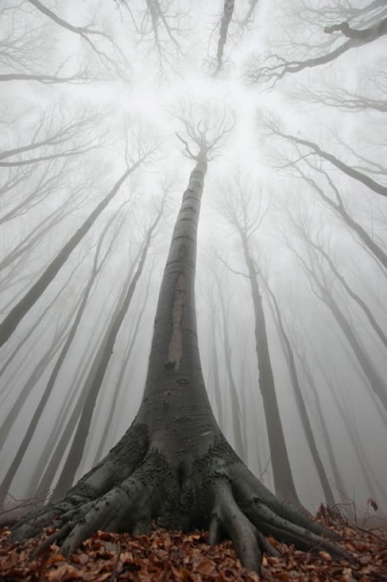 Misty Forest Roots by PhotoCosma — canvas wall art