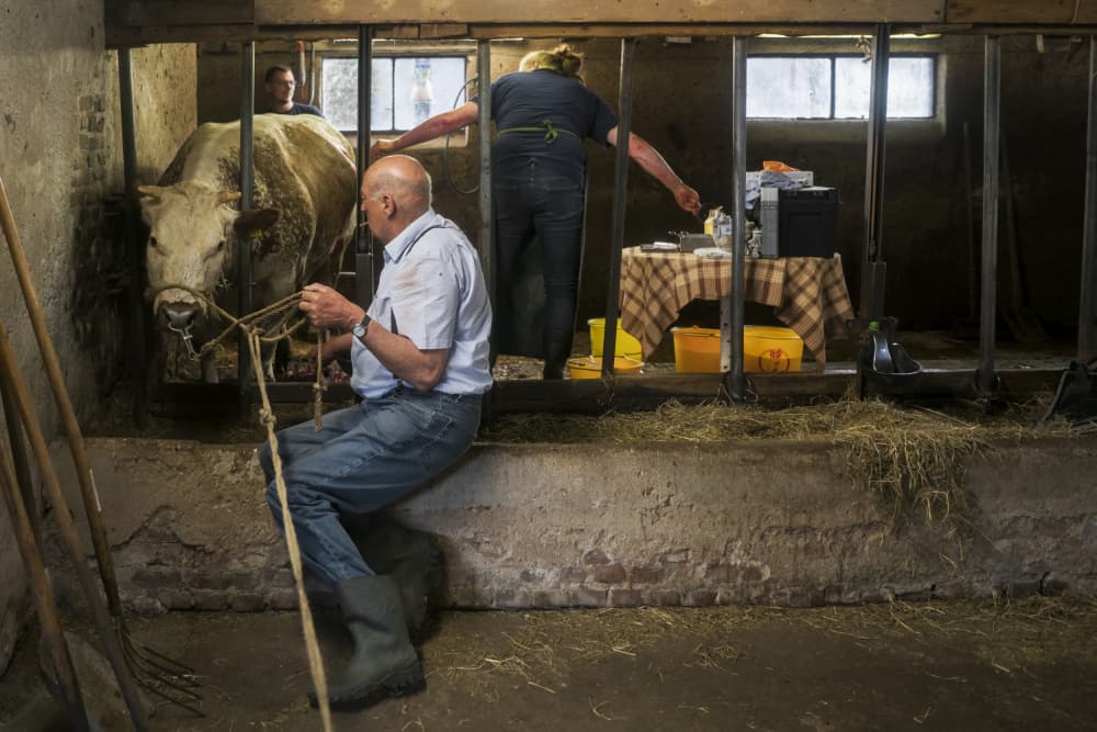 Farmer Tending Cow by Gert van den Bosch — canvas wall art
