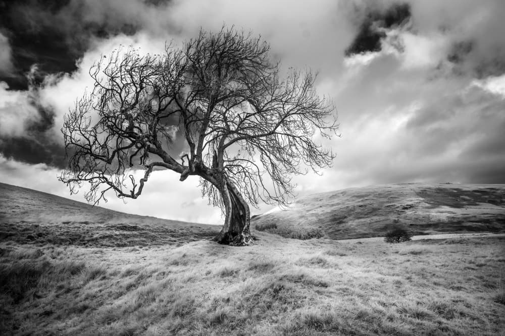 Solitary Bare Tree by Peter Paterson — canvas wall art