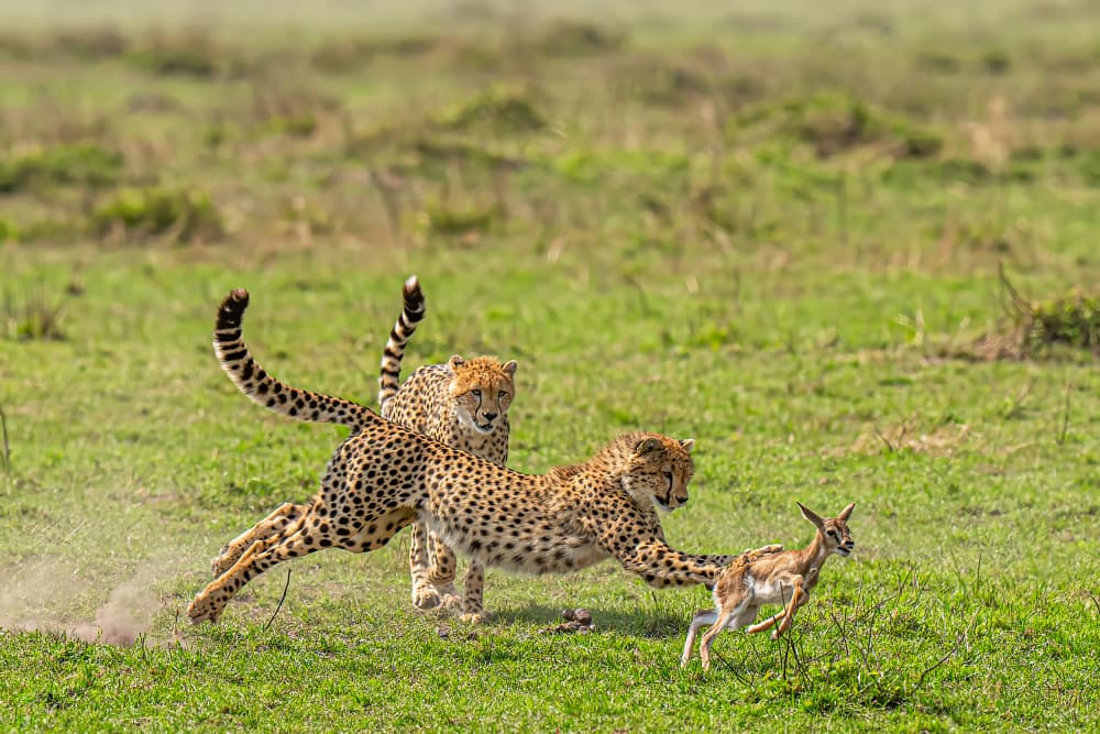 Cheetahs Hunting Gazelle by Yogesh Bhatia — canvas wall art