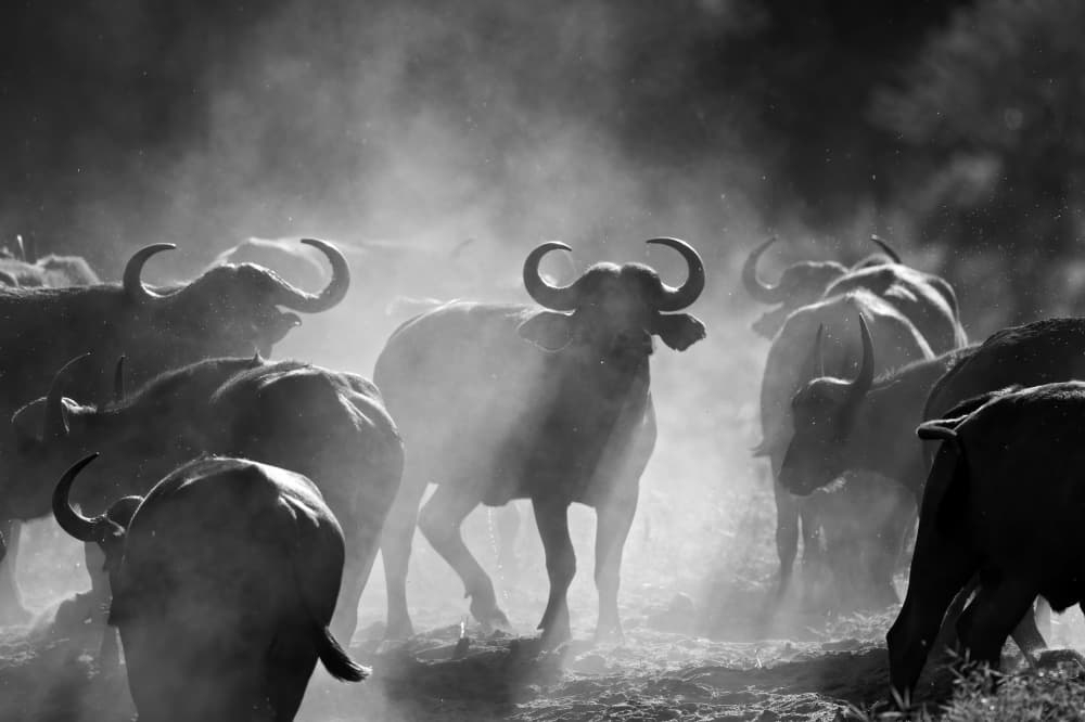 Dusty Buffalo Herd by Marco Pozzi — canvas wall art