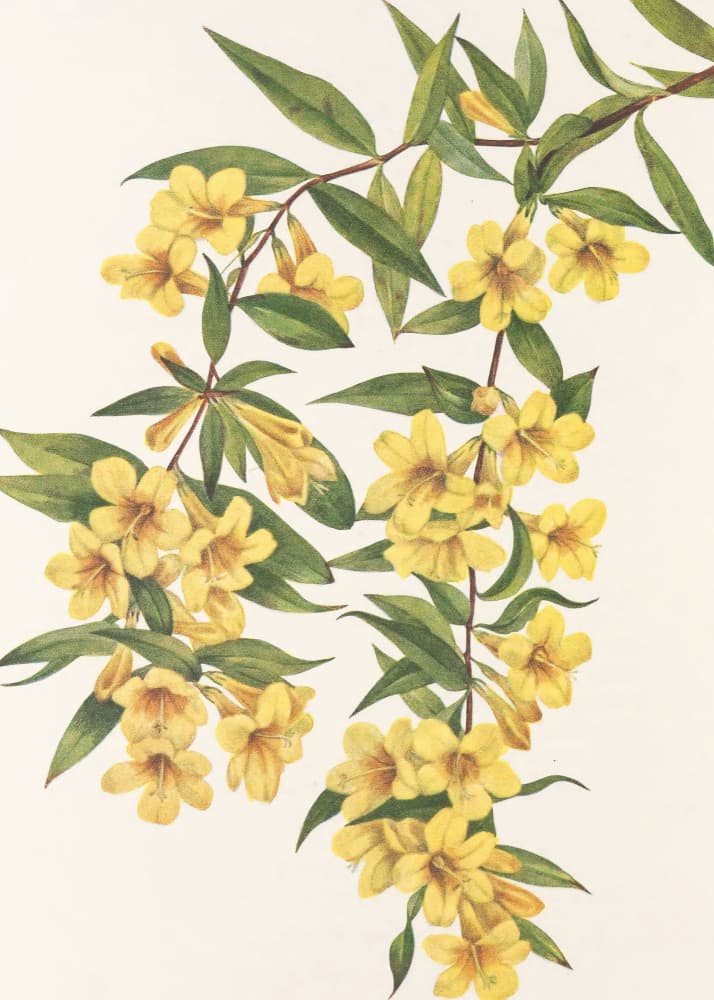 Carolina Jessamine From North American Wildflowers (1925) By Mary Vaux Walcott by Mary Vaux Walcott — canvas wall art