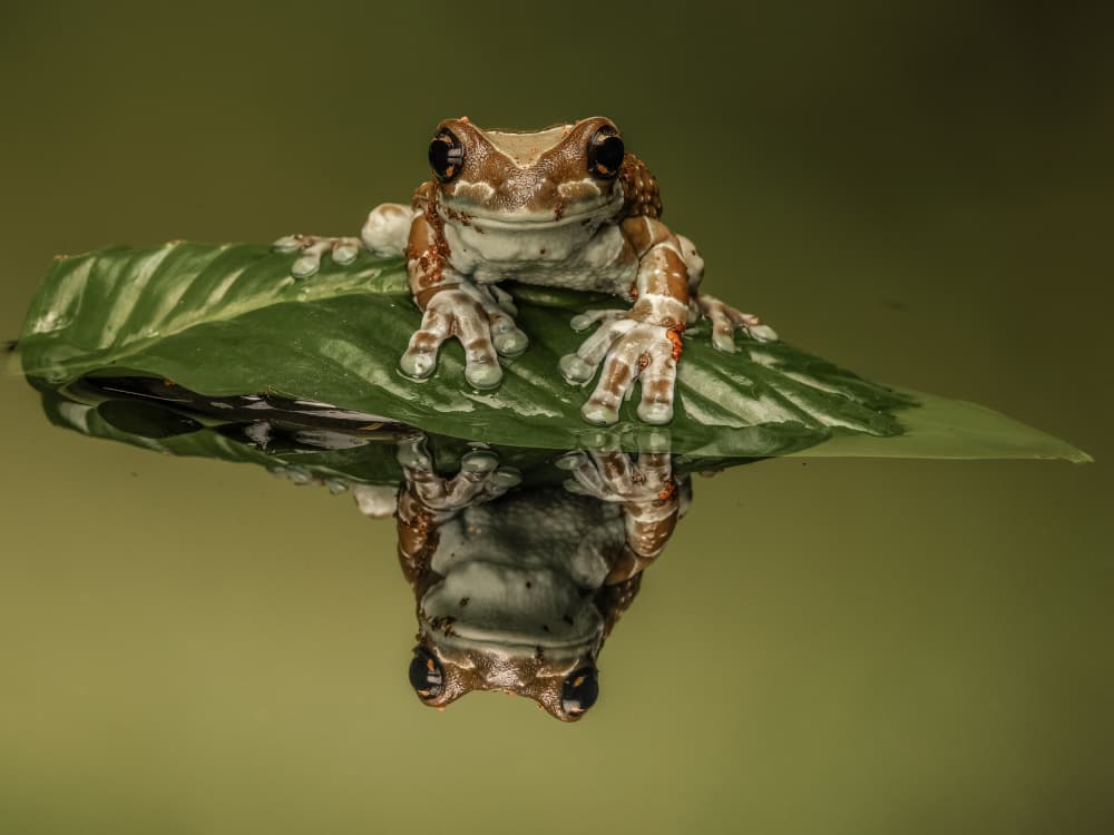 Serene Frog Reflection by David Bennion — canvas wall art