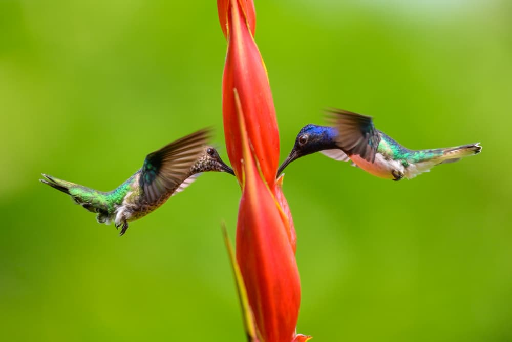 Hummingbirds Tropical Flower by Mike He — canvas wall art