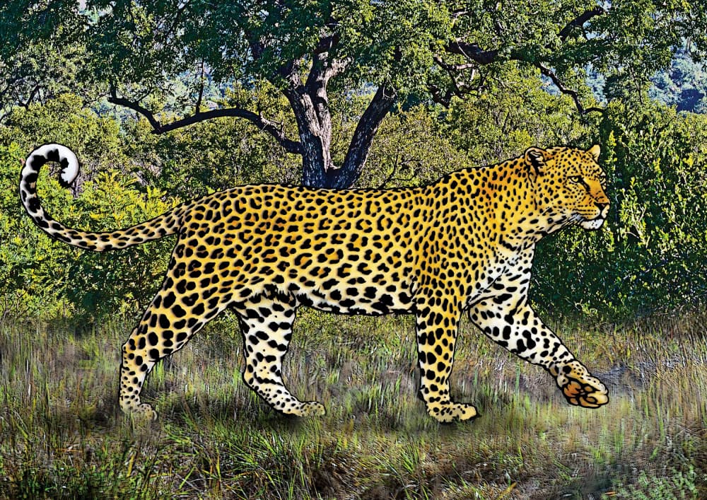 Wild Leopard Stroll by Carlo Kaminski — canvas wall art