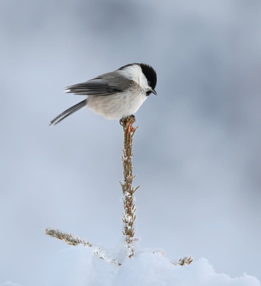 Peaceful Winter Bird by Erik Engström — canvas wall art