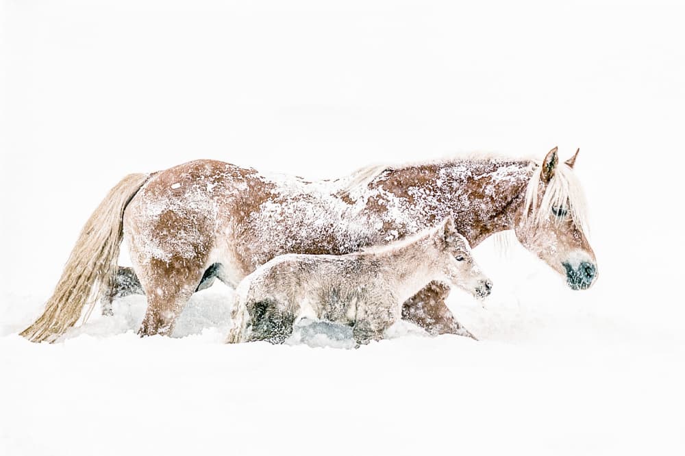 Snowy Horse Family by Marion Keijzer — canvas wall art