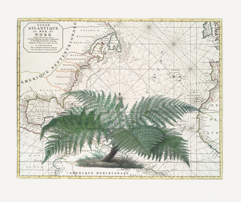 Vintage Map Fern Botanical by Andrea Haase — canvas wall art