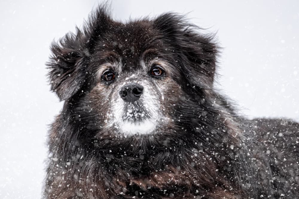 Elderly Dog In Snow by Kimberly — canvas wall art