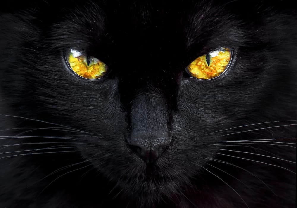 Mysterious Cat Eyes by Ferdinando Valverde — canvas wall art