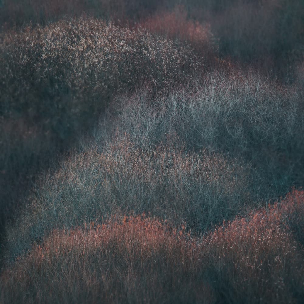 Muted Woodland Layers by Dawn X W — canvas wall art