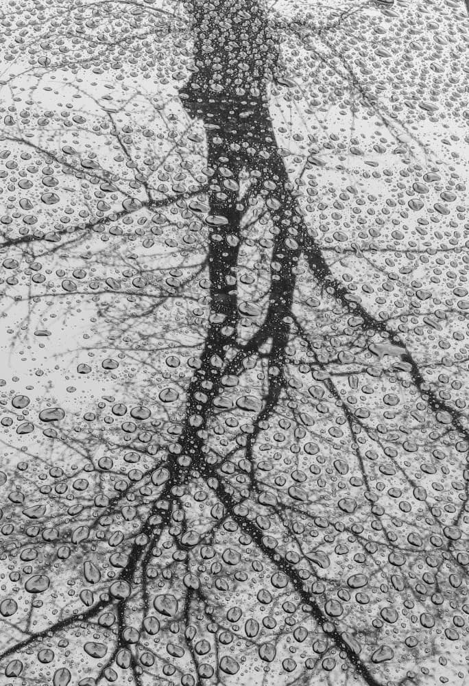Rainy Tree Reflection by YoungIl Kim — canvas wall art