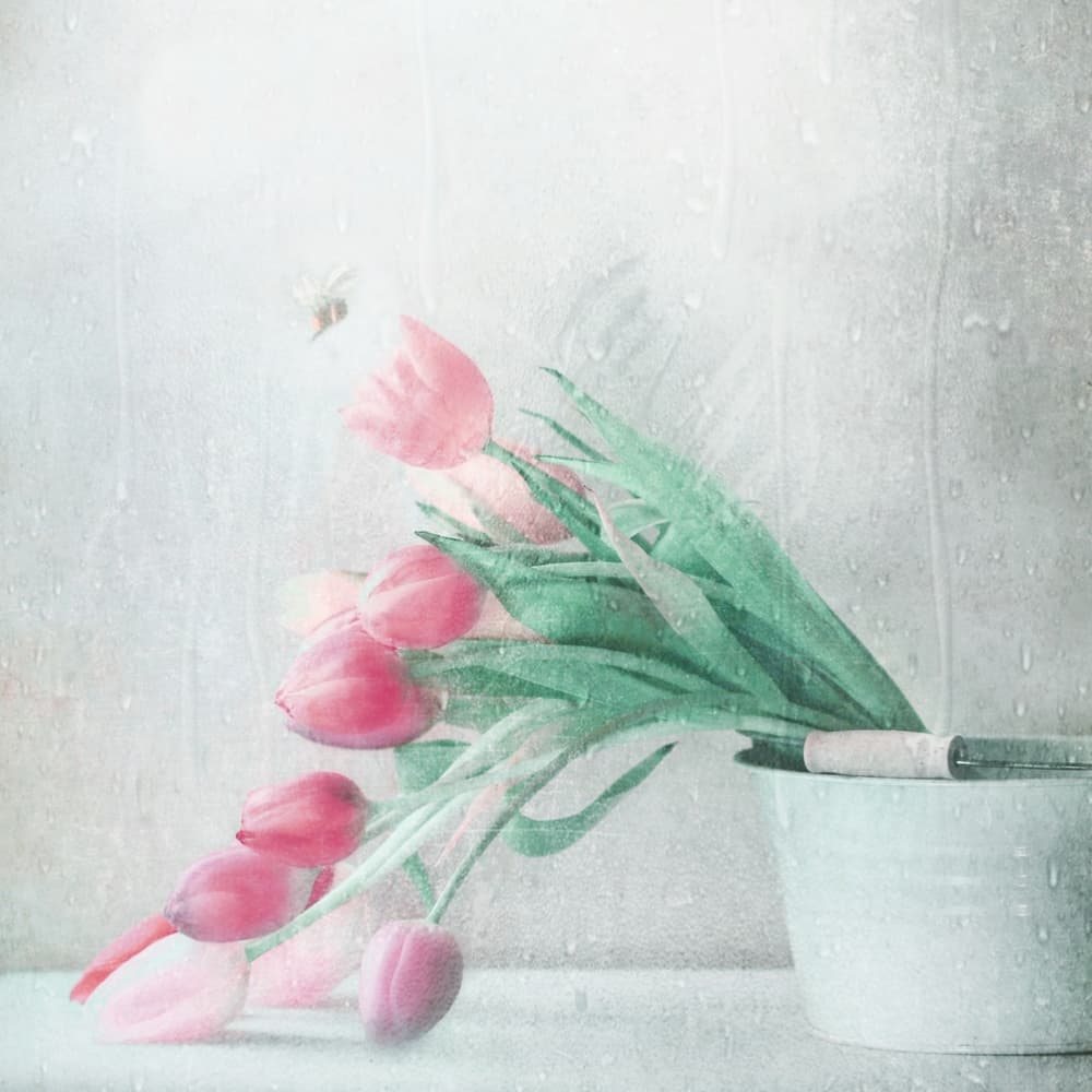 Soft Pink Tulips Rain by Delphine Devos — canvas wall art