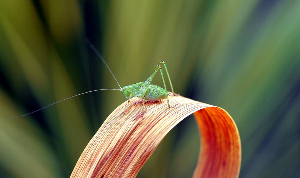Green Grasshopper Perched by Thierry Dufour — canvas wall art