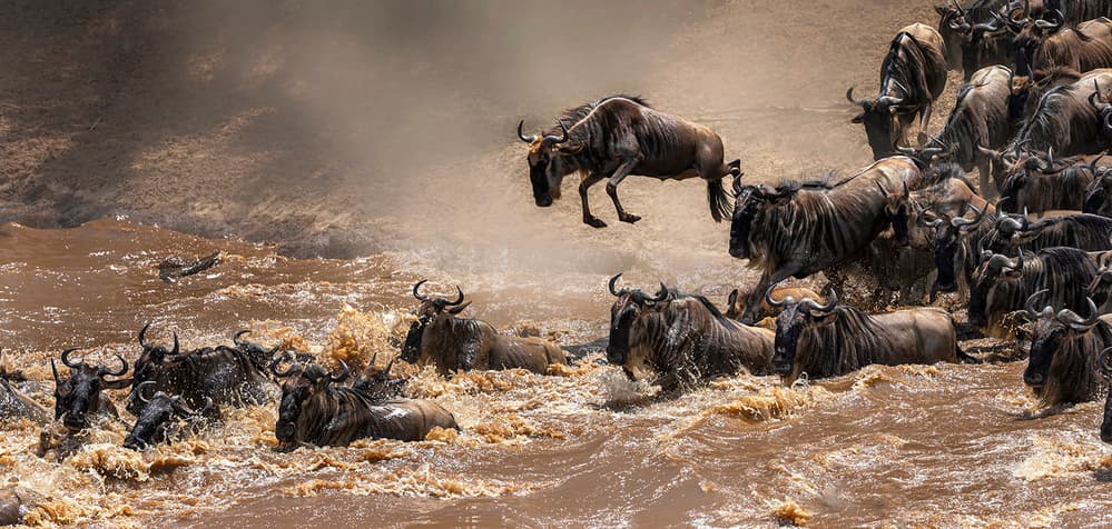 Wildebeest Migration River Jump by Annie Poreider — canvas wall art