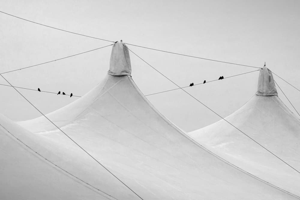 Birds on White Tents by Roswitha Schleicher-Schwarz — canvas wall art