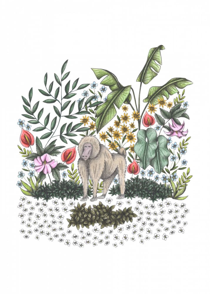 Jungle Baboon Blooms by Cecilia Battaini — canvas wall art
