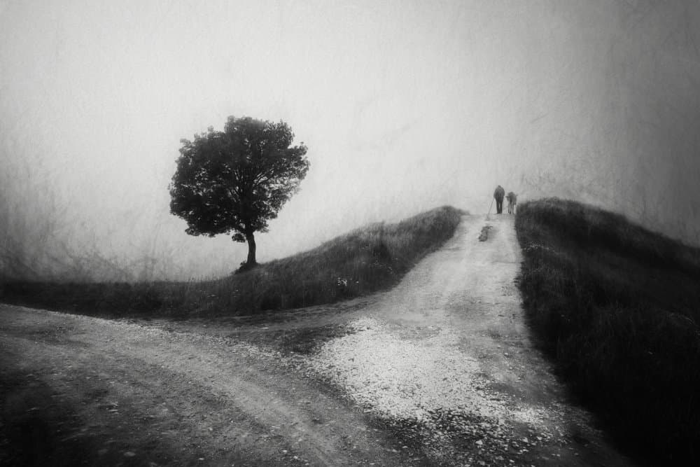 Lonely Tree Misty Path by Todor Tanev — canvas wall art