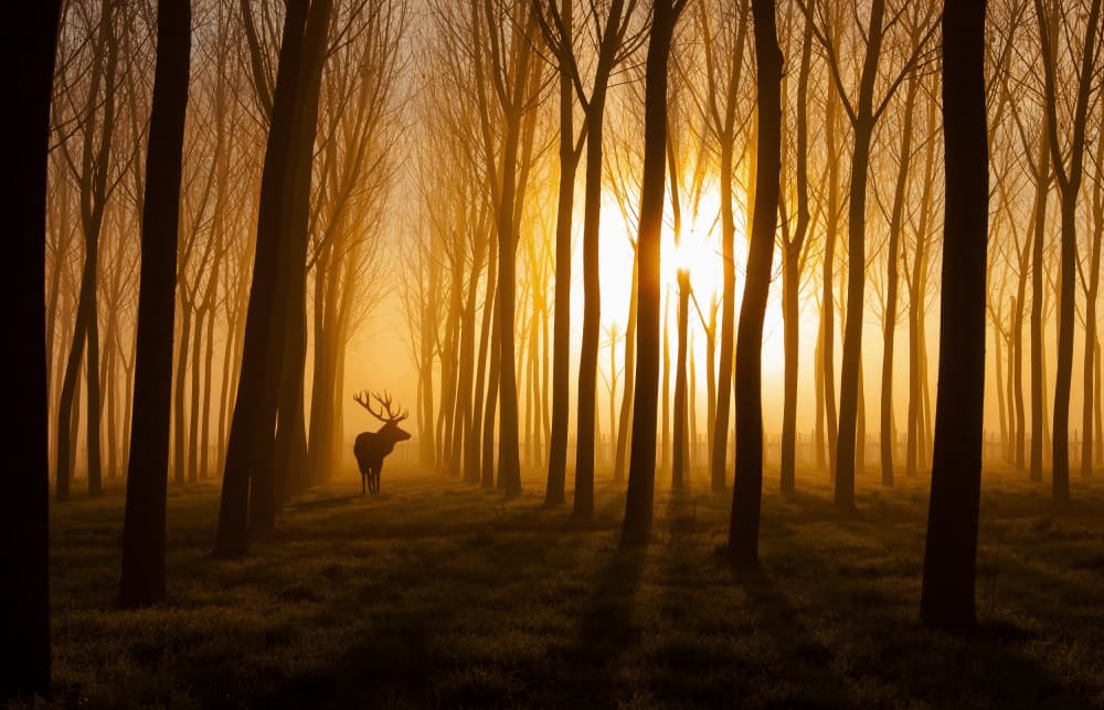 Golden Forest Stag by Stefan Miron — canvas wall art
