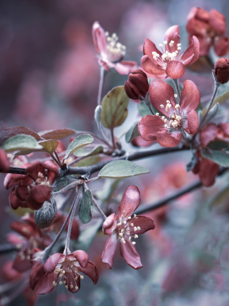 Dreamy Spring Blossoms by Stephanie Klatt — canvas wall art