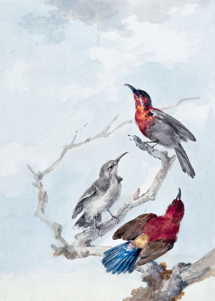Three Crimson Sunbirds by Aert Schouman — canvas wall art
